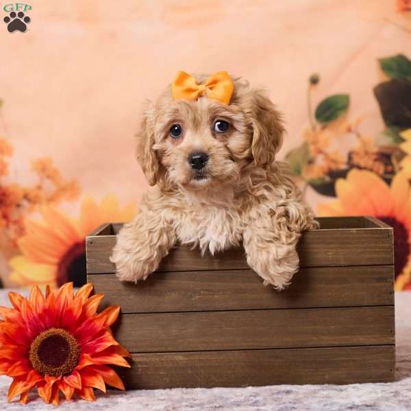 Macey, Cavachon Puppy
